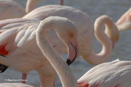 Camargue (38)