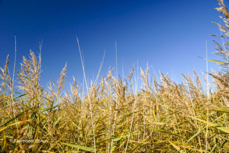 Camargue (39)