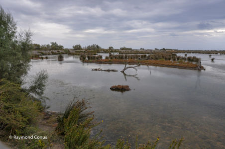 Camargue (3)