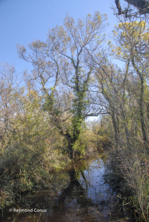 Camargue (40)