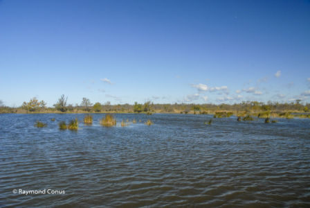 Camargue (41)
