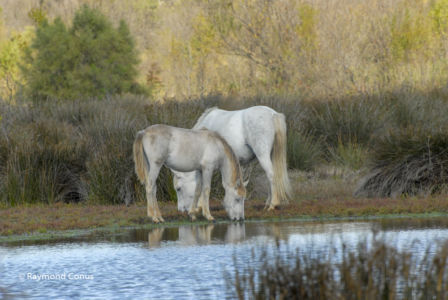 Camargue (43)