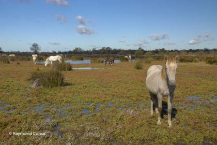 Camargue (44)