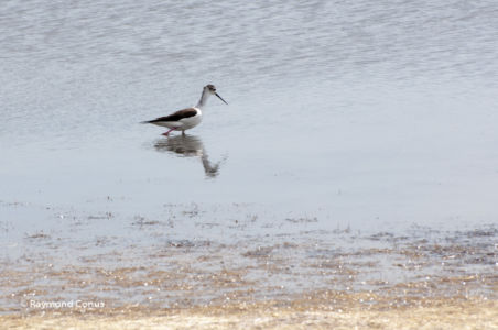 Camargue (47)