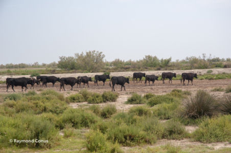 Camargue (48)