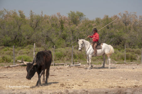 Camargue (51)