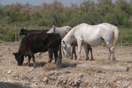 Camargue (52)