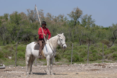Camargue (54)