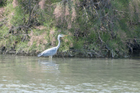 Camargue (55)