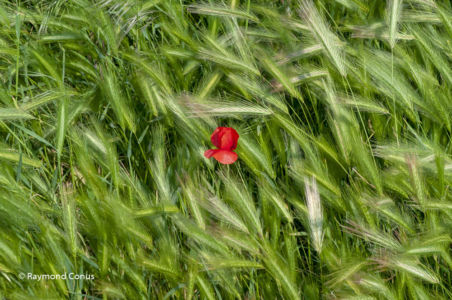 Camargue (58)