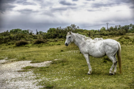 Camargue (69)