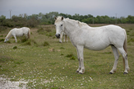 Camargue (70)