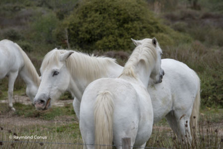 Camargue (71)