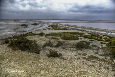 Camargue (75)