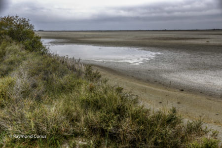 Camargue (77)