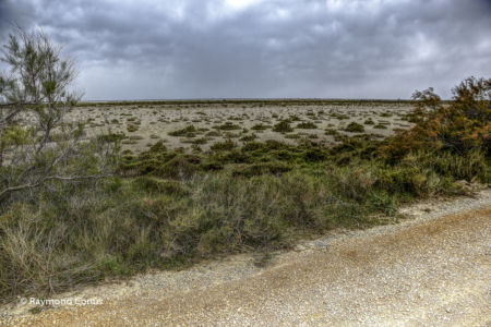 Camargue (78)