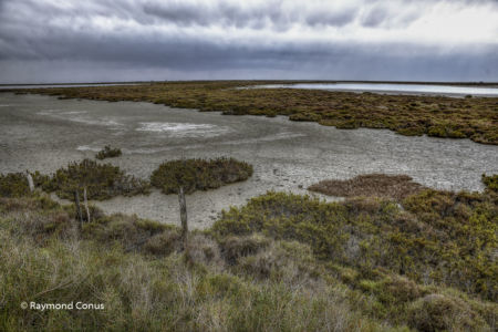 Camargue (79)