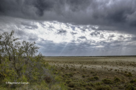Camargue (80)