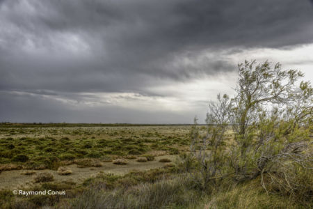 Camargue (81)