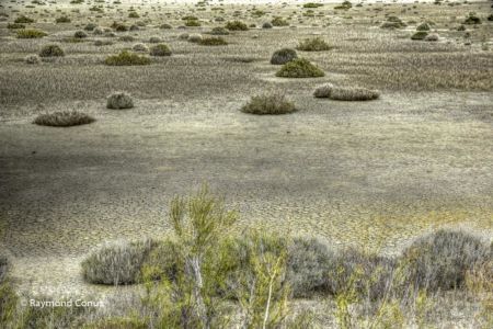 Camargue (82)