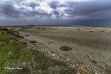 Camargue (83)