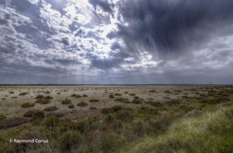 Camargue (84)