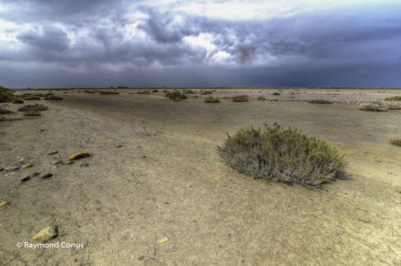 Camargue (85)