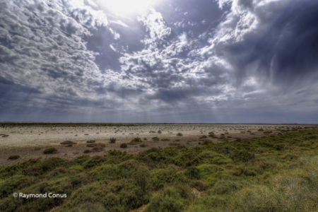 Camargue (86)