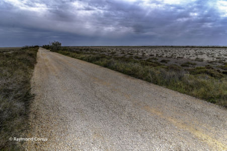 Camargue (87)