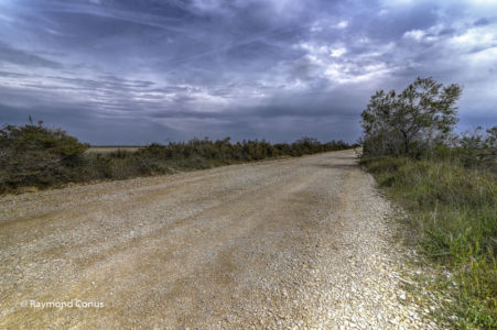 Camargue (88)