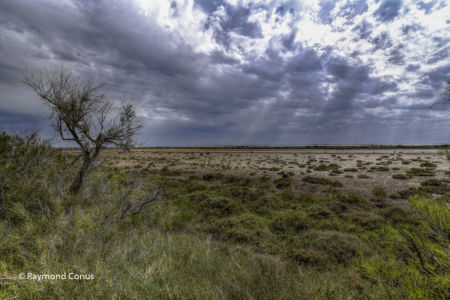Camargue (89)