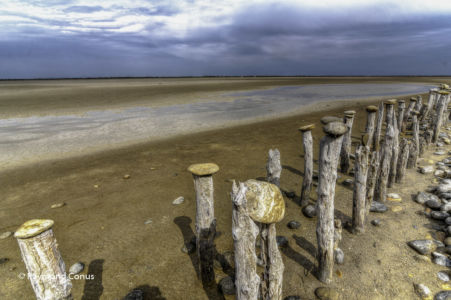 Camargue (90)