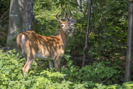 Canada (20)