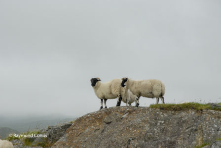 Ecosse (14)