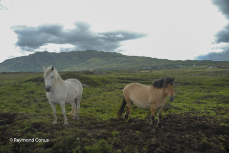 Ecosse (21)