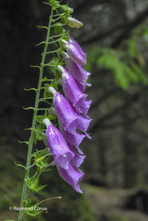 Ecosse (25)