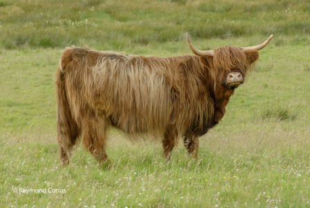 Ecosse (26)
