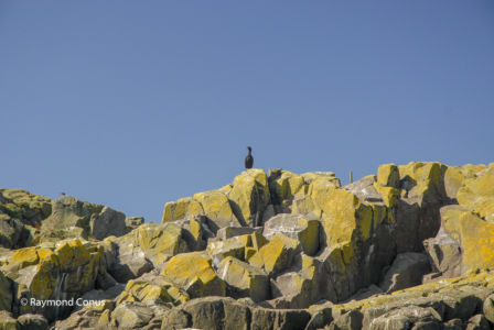 Ecosse (41)