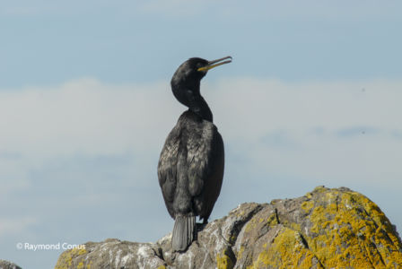 Ecosse (43)