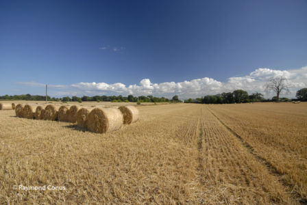 Ecosse (48)