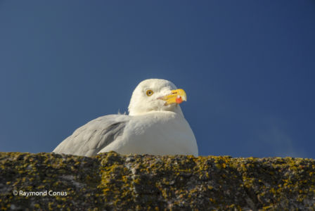 Ecosse (4)