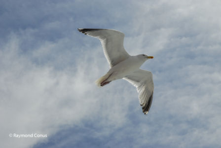 Ecosse (7)