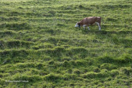 In the Diemtigtal (25)