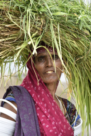 Peasant woman near Udaipur. Rajasthan - 2016