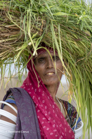 Indian women (60)