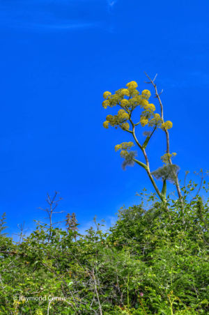 Ischia (15)