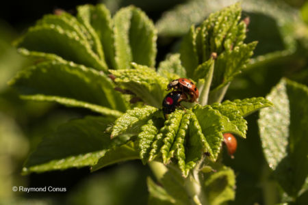 La coccinelle (14)