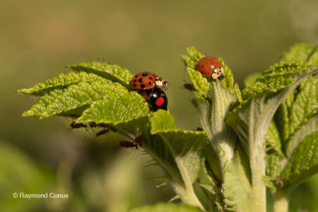 La coccinelle (16)