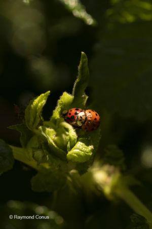 La coccinelle (5)