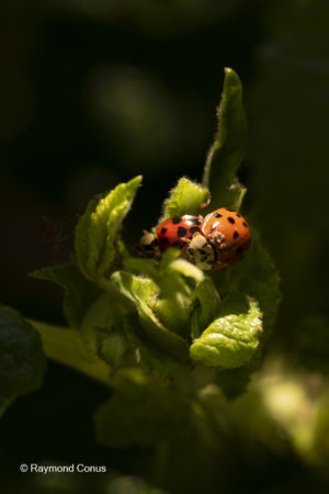 La coccinelle (6)